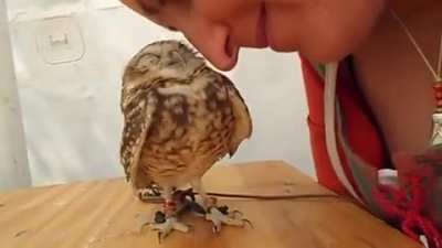Owls need love too