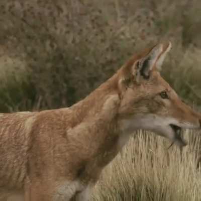? The Ethiopian Wolf, one of the most rare canids on earth ?