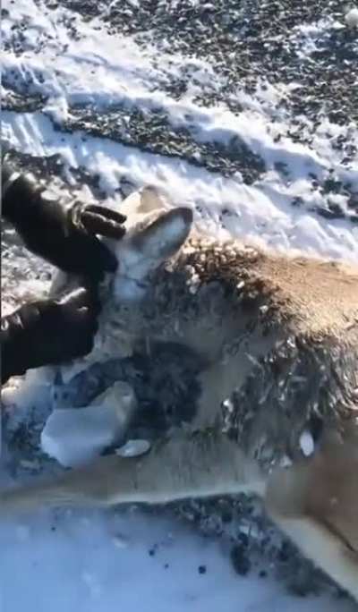 Two hikers helping a deer with its mouth,eyes & ears completely frozen over due to the extreme cold weather
