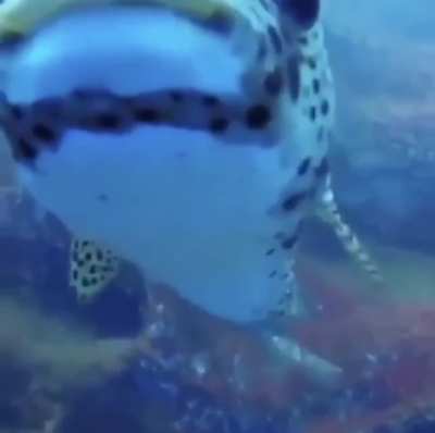 ? Unexpected curious visitor approaches while filming sleepy whitetips ?