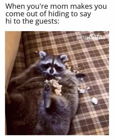 Chonky.