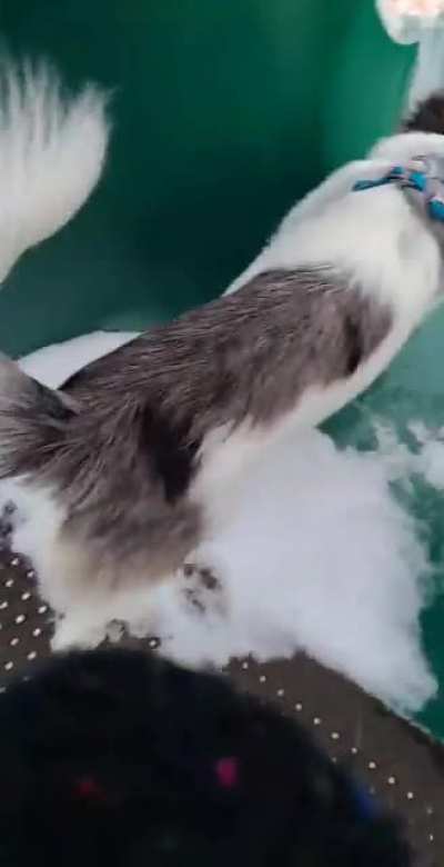 A dog doing a flip in a slide, i think is crazy, so i'm just gonna leave this here