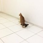 Cats are real jerks
