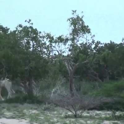 ? Rare White Giraffes Caught On Camera For The First Time ?
