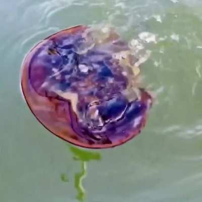 ? horseshoe crab out for a swim ?