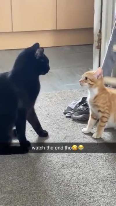 Hey ... It's a little cat ??