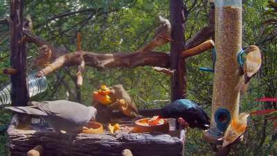 Woodhoopoe abducts mousebird