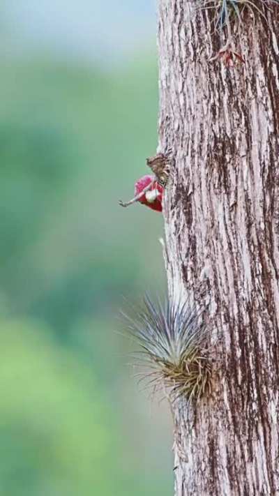 ? Robust Woodpecker engages in humanwatching