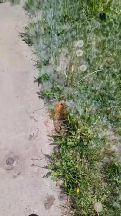 Cleaning up dandelions with fire