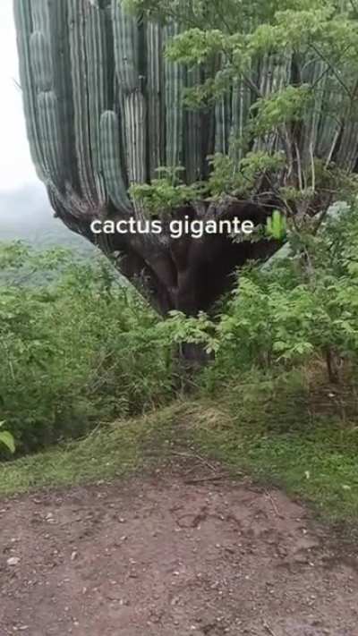 This huge cactus!