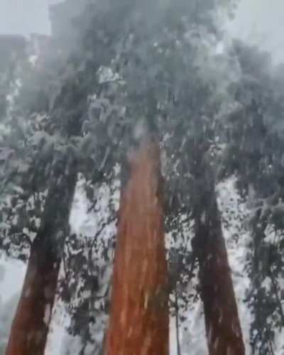 ? A snowy day in Sequoia National Park ?