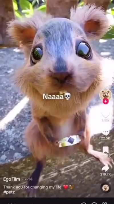 TikTok Squirrel is "thankful".
