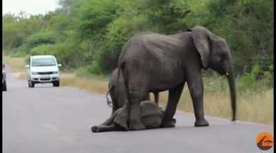 ? Tired baby elephant doesn't want to walk any further. Gets encouragement from the herd