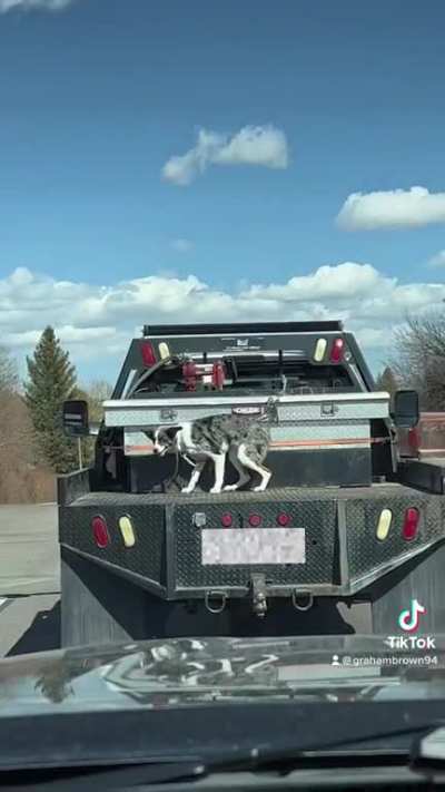 Owner abusing dog
