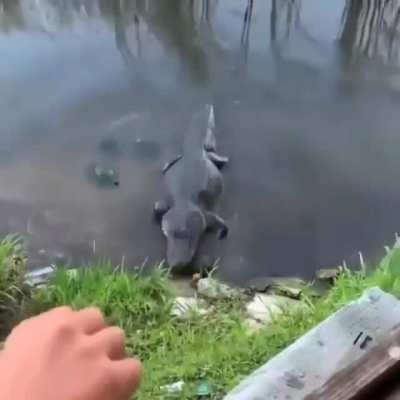 ? This turtle moves quick.
