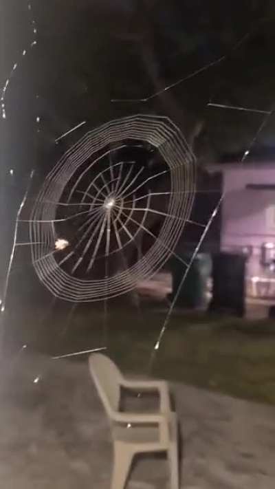 Ok, I hate spiders but this little guy is super talented!