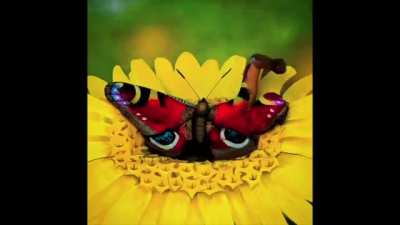 Butterfly body paint