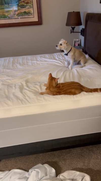 Every time I try and change the sheets on the bed.?