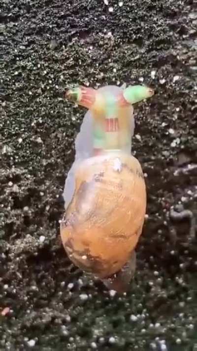 A parasitic worm has turned this snail into a "zombie" that mimics caterpillars to be eaten by a bird, where it can reproduce inside its GI tract.