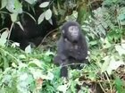 ? Baby gorilla tries it’s first chest pound