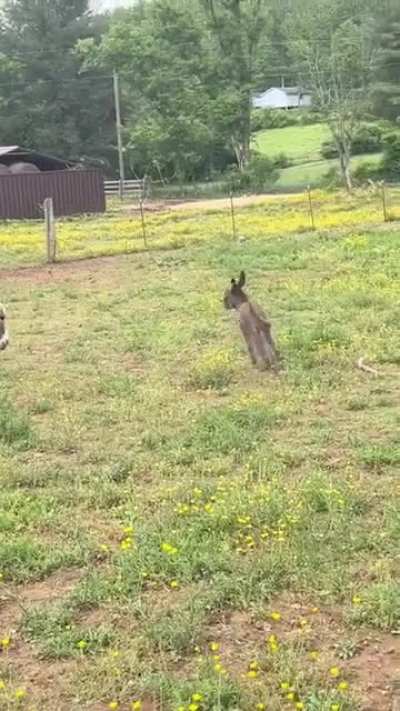 Baby donk zooms