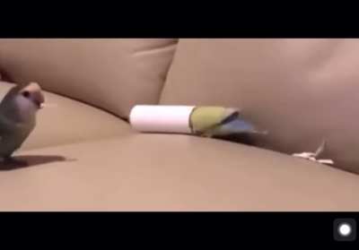Birb