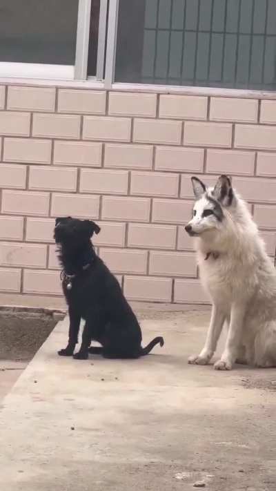 A fox who grew up with a dog and tries to bark