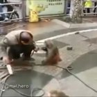 New King of the Jungle