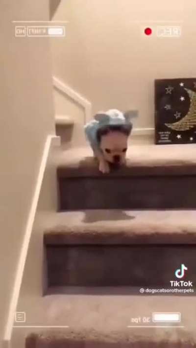 Pets just want to have fun