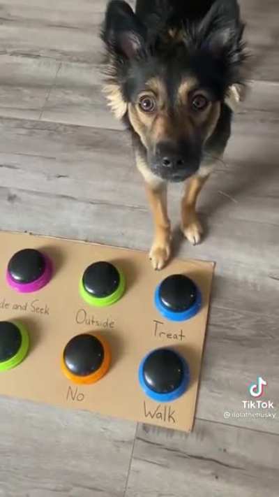 In case you were wondering what would happen if your dog could talk