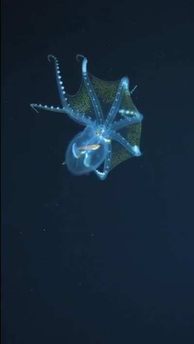 ? Glass Octopus in Phoenix Islands, Kiribati