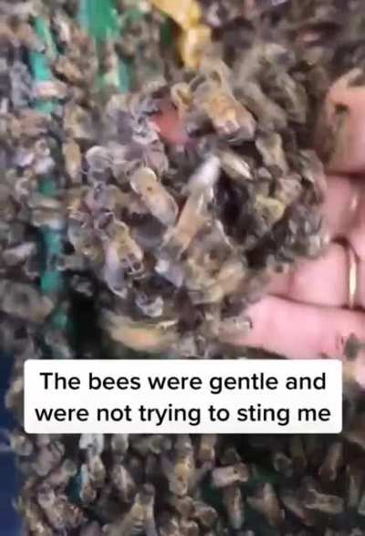 Removing bees from a compost bin.
