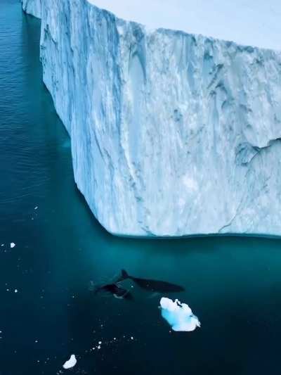 ? Beautiful giants swim among Greenlandic icebergs