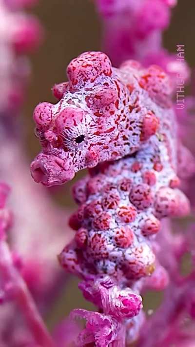 ?Bargibant’s Pygmy Seahorse: Literally smaller than your pinky nail