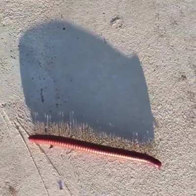 ? The shadow of a millipede along the path.