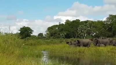 Crocodile bites more than it can handle