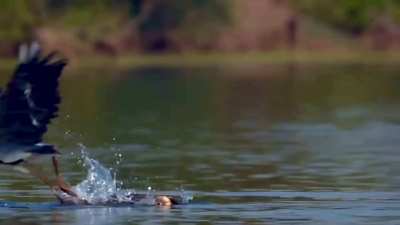 ? Heron snatches a fish from this Darter