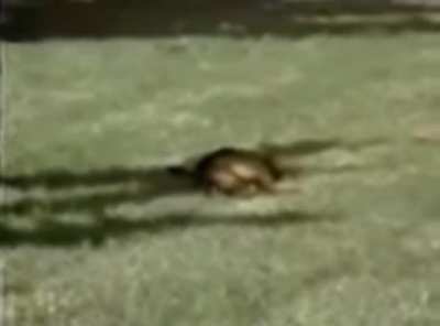Rusty, the dog who suffers from Narcolepsy