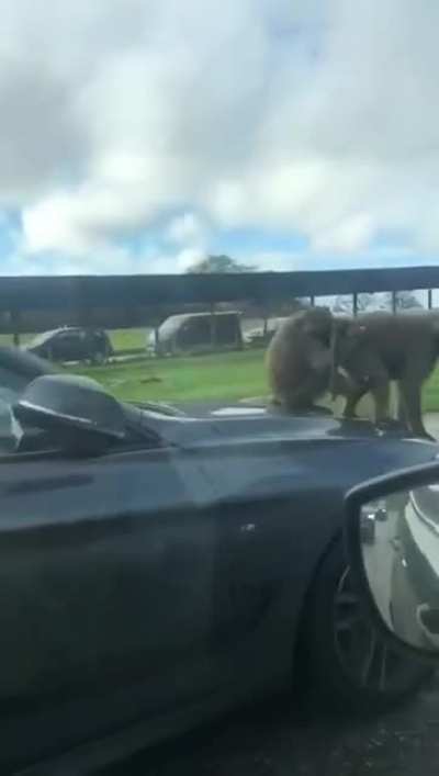 Monkey business..