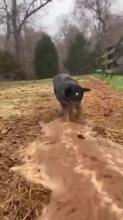The Irrigation Dog