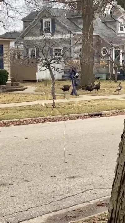 Group of turkeys following this mailman around