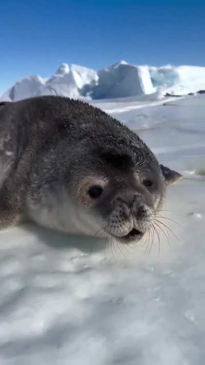 ?introduction to an Antarctic Weddell seal