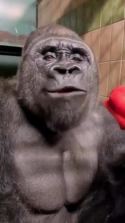 ?Throwback to everyone’s favorite silverback?