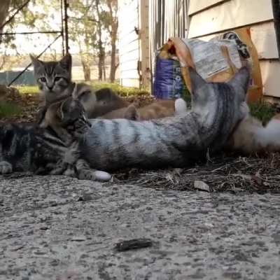 One of these kitties is not like the others ?