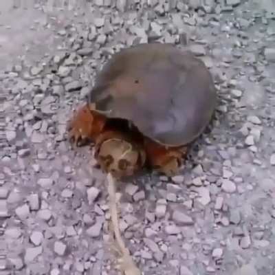 That is what you get for bothering an animal