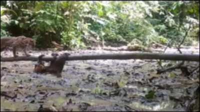 ? Sloths are no easy target.