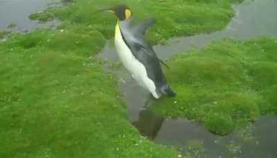? this penguins daring leap of faith