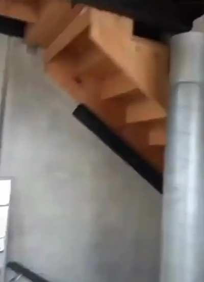 Cats reaction to new puppy in house