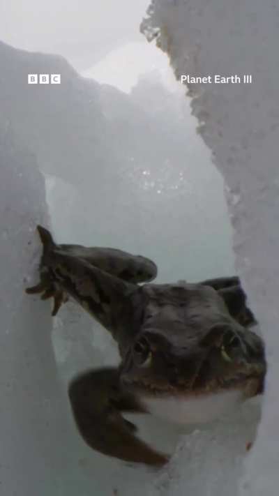 ??Frog races down a mountain to find love