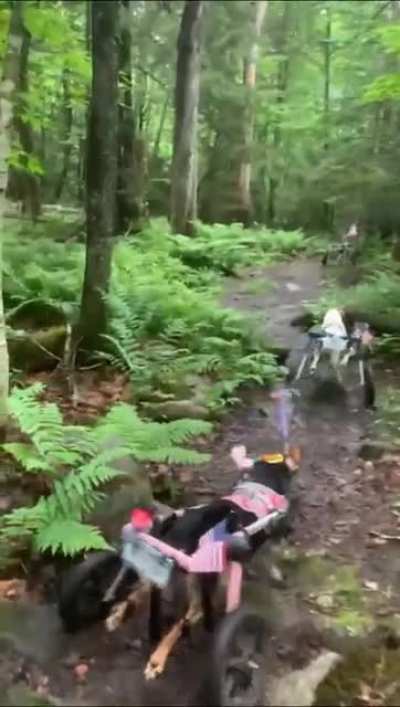 ? Wheelchair dogs enjoying nature